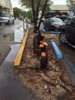 tree-cut-parking-lot