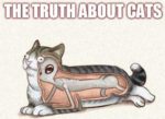 truth-cats