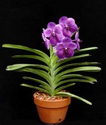 vanda_orchid_plant