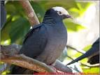 white-crowned-pigeon33