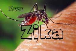 zika-mosquito